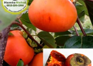نهال خرمالو شکلاتی