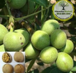 نهال گردو ژنوتیپ برتر