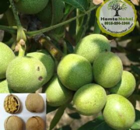 نهال گردو ژنوتیپ برتر