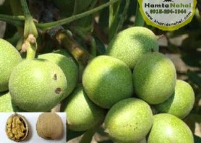 نهال گردو ژنوتیپ برتر