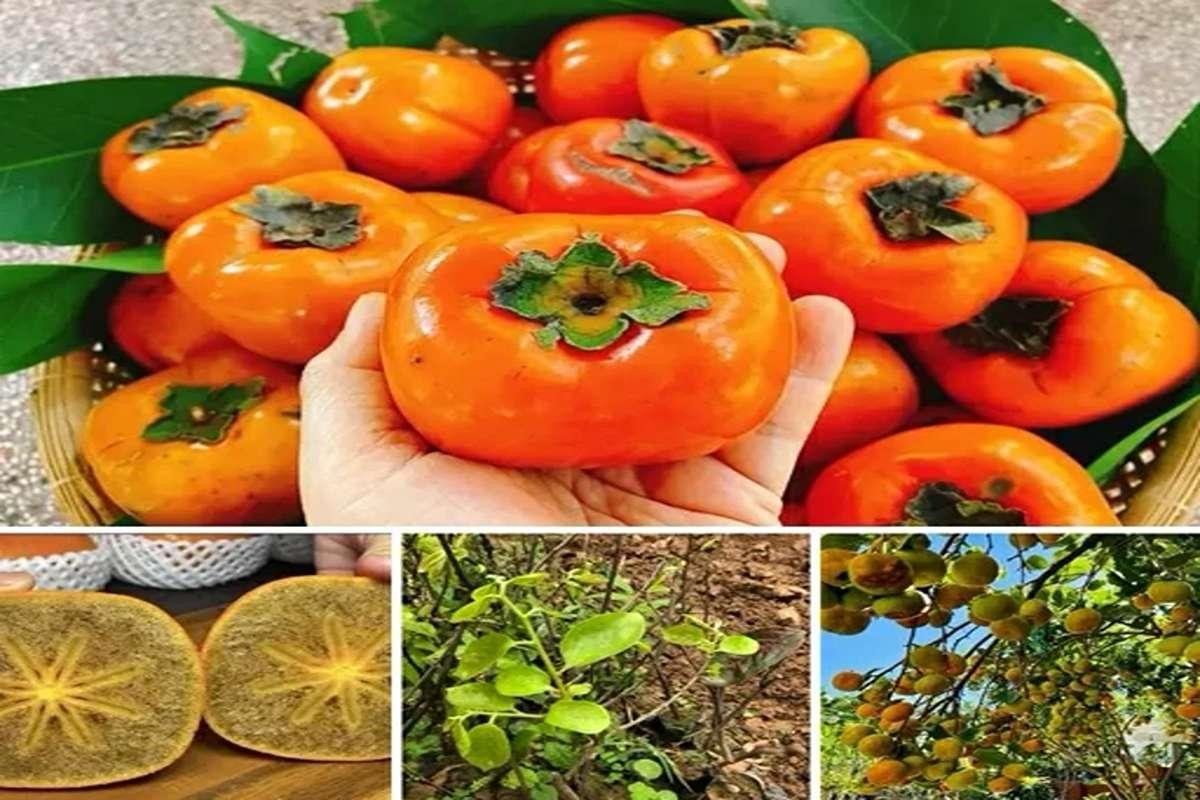  نهال خرمالو شکلاتی