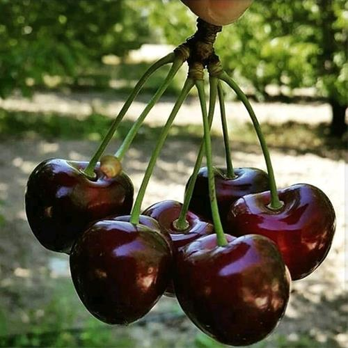 کاشت نھال گیلاس دلارکا