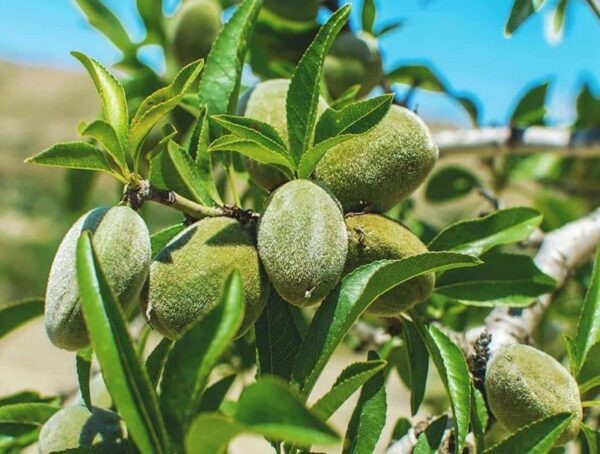 نهال بادام پویا