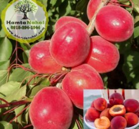 نهال زردآلو قرمز