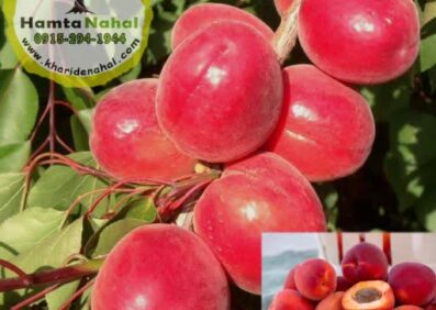 نهال زردآلو قرمز