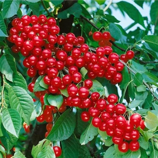 آلبالو گیسی