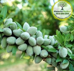 نهال بادام خوشه‌ای