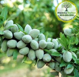 نهال بادام خوشه‌ای