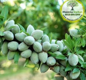 نهال بادام خوشه‌ای