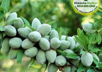 نهال بادام خوشه‌ای