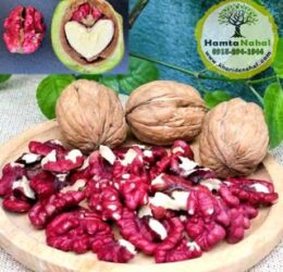 نهال گردو قرمز (توسرخ)