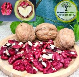 نهال گردو قرمز (توسرخ)