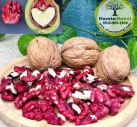 نهال گردو قرمز (توسرخ)