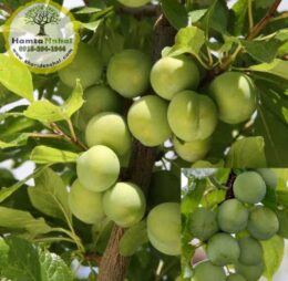 نهال گوجه سبز شهریار