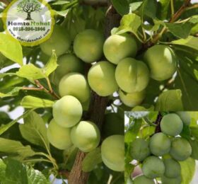 نهال گوجه سبز شهریار