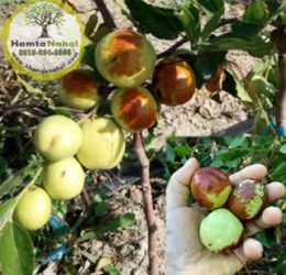 نهال عناب چینی واریته  لی
