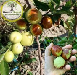 نهال عناب چینی واریته  لی