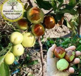 نهال عناب چینی واریته  لی