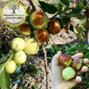 نهال عناب چینی