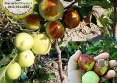 نهال عناب چینی واریته  لی