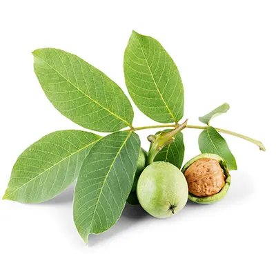 شرایط کاشت نهال گردو پیوندی هارتلی