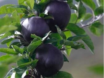 کاشت نهال سیب میراکل