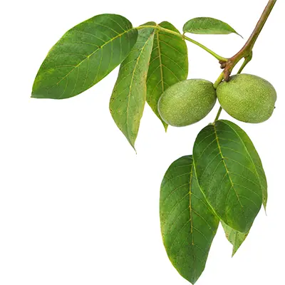 کاشت نهال گردو پیوندی هارتلی