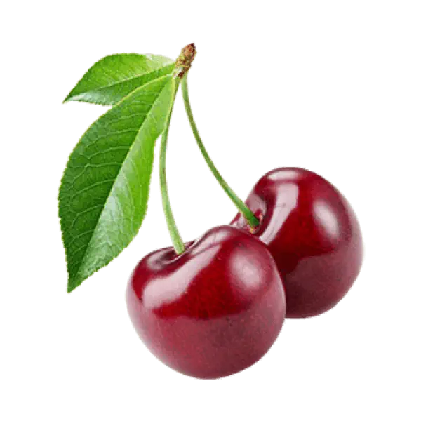 خرید نهال آلبالو گیسی
