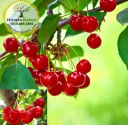 نهال آلبالو گیسی