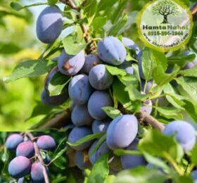 نهال آلو دامسونز