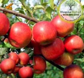 نھال سیب فوجی