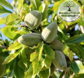 نهال بادام سنگی
