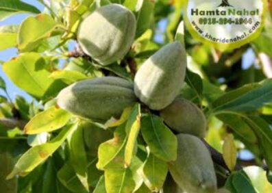 نهال بادام سنگی