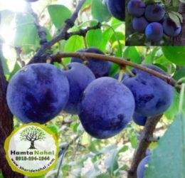 نهال آلو حاج حسنی