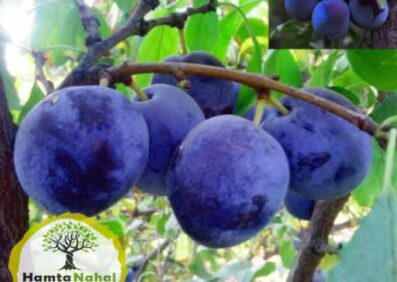 نهال آلو حاج حسنی