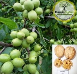 نهال گردو پیوندی پدرو