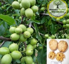 نهال گردو پیوندی پدرو
