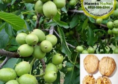 نهال گردو پیوندی پدرو