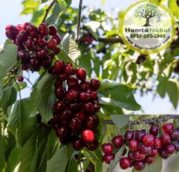 نهال گیلاس هارت