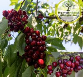 نهال گیلاس هارت