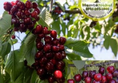 نهال گیلاس هارت