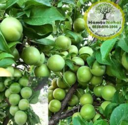 نهال گوجه سبز سردرودی