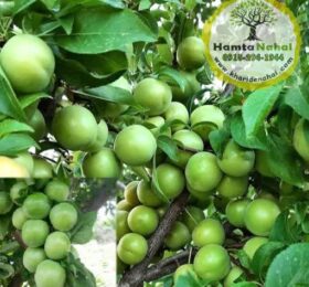 نهال گوجه سبز سردرودی