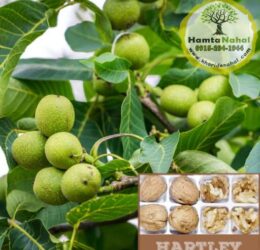 نهال گردو پیوندی هارتلی