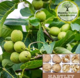 نهال گردو پیوندی هارتلی