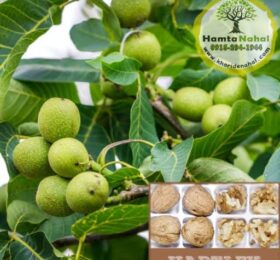 نهال گردو پیوندی هارتلی