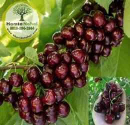 نھال گیلاس دلارکا