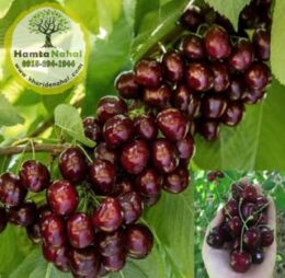 نھال گیلاس دلارکا