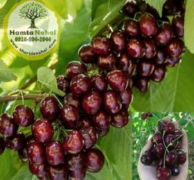 نھال گیلاس دلارکا