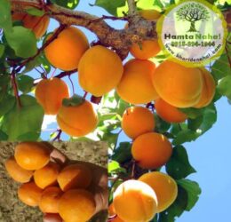 نهال زردآلو انبه ای